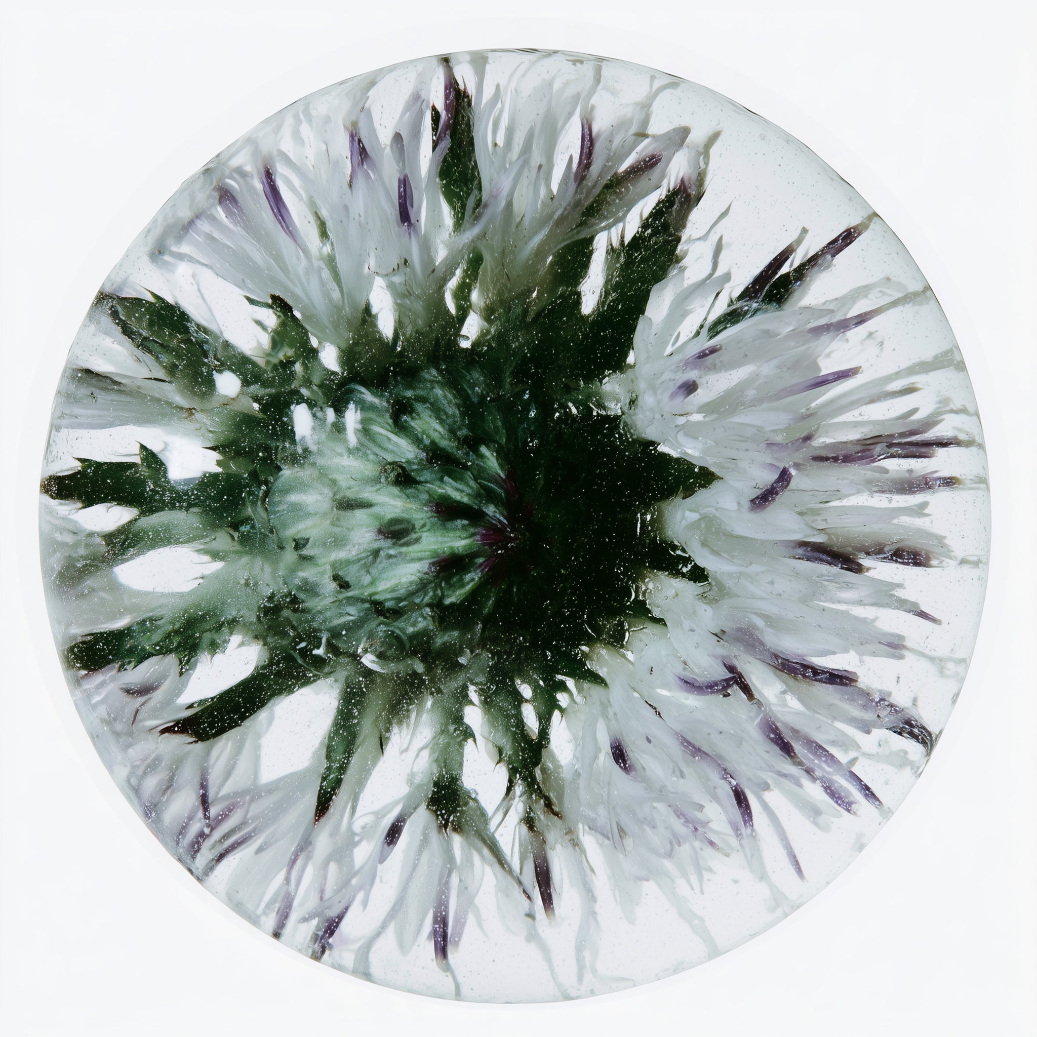 MILK THISTLE EXTRACT